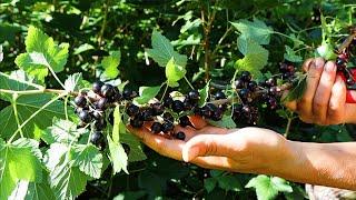 Blackcurrants - 3 Ways to Harvest & Store Your Crop | Fast Producing Perennial Shrub