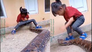 Little girl plays with gigantic snake in viral video || Video goes viral Python