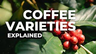 Coffee Varieties: Arabica