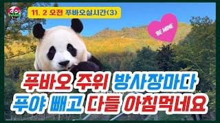 11.2 오전(3) 푸바오 이웃 방사장 3곳을 보니모두 평화로운 아침밥을 먹고있네요 #푸바오근황 #푸바오실시간 #fubao #푸바오 # panda #福宝