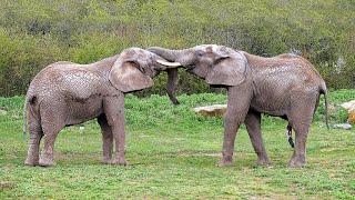 Elefanten trompeten im Thüringer Zoopark (Elephants trumpet in the zoo)