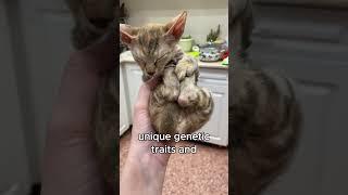 Top-3 Hairless Cats #hairlesscats #topcats #shortscat #sphynx #catbreed #catfacts #funnycats #kitten