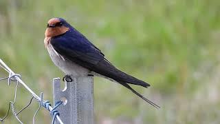 Welcome Swallow Close Up