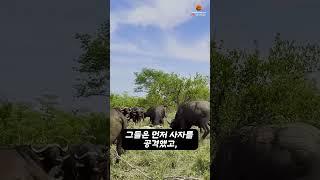 한국인 99% 잘 모르는 사자의 천적