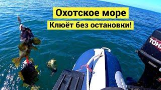 Sea of Okhotsk. Pecking non-stop