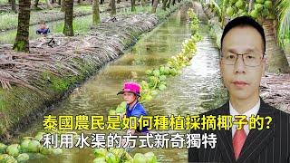 泰國農民是如何種植採摘椰子的？利用水渠的方式既新奇又獨特！