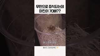 마진이 70배 남는데 무한으로 증식까지? #shorts