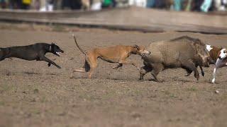 New Shikar Wild Boar Hunting Dogs (Sindh vs Lahore) 2023 - Hog Dogs 2023 - Soor ka Shikar