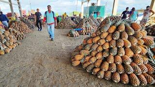 100 BANANAS POR 5 REAIS SÓ TEM NO NORDESTE. OLHA ISTO BRASIL!