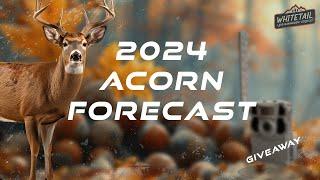 ACORNS??? NOT AGAIN!!!| 2024 Acorn Report