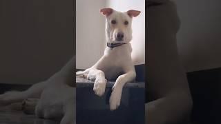Meet The Indian Pariah Dog Found In every Street of India ! #indianpariahdog #dogs #pets