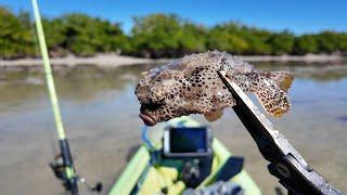 WHAT IS THIS FISH!?! Everglades Skinny Water Flats Kayak Sight Fishing