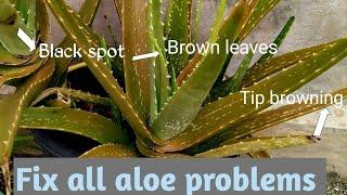 Fix all aloe problem| How to care alovera plant| Benifits of alovera plant