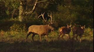 Red Deer rut