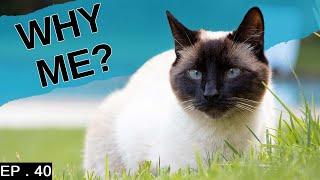 7 Reasons to adopt a Siamese Cat