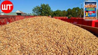 How Peanuts are Made | Peanuts Harvesting & Processing | Food Factory