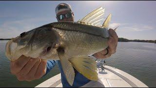 Snook Fishing In Tampa Bay | Cockroach Bay | Skyway