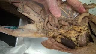 digestive system in cat dissection