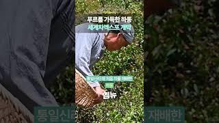 하동세계차엑스포가서 차 한잔 할까요?