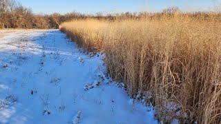 Shawnee Vs. Cave in Rock Switchgrass for Deer Habitat- January 2021 Update