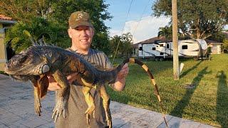 Iguana Catch and Cook - LIZARD CURRY!  Hunting Invasive Iguanas in Florida