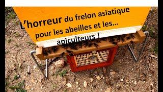 La calamité du frelon pour les abeilles