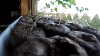 Week Long SekuraGarden Seedling Timelapse