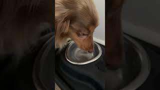 #ad A morning in my life with no trending audio, just cronches  #NationalPetMonthWithGoodnFun