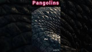 Pangolins: Scaled Wonders in Peril.#Pangolins#WildlifeConservation#EndangeredSpecies#AnimalAwareness