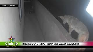 Injured coyote spotted in Simi Valley