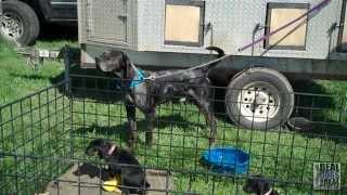 2012 UKC American Leopard Hound Days | United Kennel Club