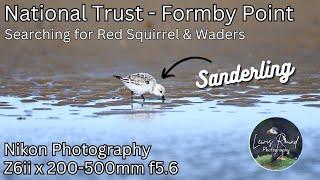 National Trust Formby - Searching for Red Squirrels & Waders - Nikon UK Wildlife Photography