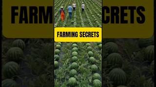Watermelon Farming Secrets You Need to Know