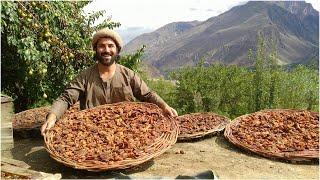 The Traditional method of preserving Apricots in the high Mountains of Pakistan