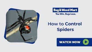 How to Control Spiders: Tips and Tricks from Bug & Weed Mart