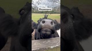 Moooo!!!   