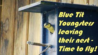 🟢 Blue Tit Youngsters Leaving Their Nest - Time to Fly! (Short Edit)