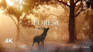 Forest 4K - Relaxation Nature Film - Peaceful Relaxing Music - 4K Cinematic escapes.