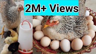 MURGI Eggs hatched by broody hen || Natural eggs hatching || Desi Murghi harvesting baby Chicks