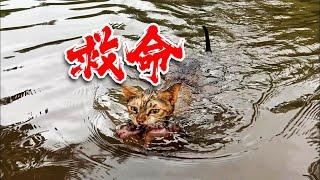 大难临头！猫妈没有逃，跳进洪水，冒死救自己的小孩 Cat mom jumped into the flood and risked her life to save her own child