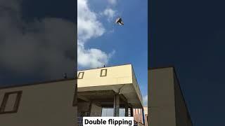 Pigeon double flipping #shorts