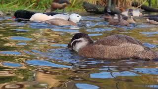 Scaly-sided mergansers, Baer's pochards and other endangered duck species having breakfast