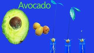 Growing Avocado Tree From Seed Time Lapse
