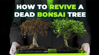 How to Revive a Dead Bonsai Tree