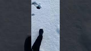 Walking in the snow #shorts