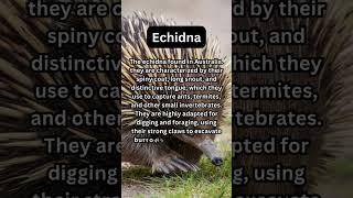 FACTS about ECHIDNA: Nature Unleashed!!! #shorts #facts