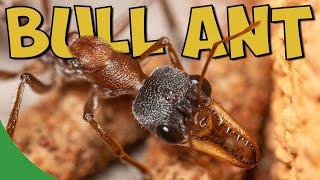 I Got A Massive Bull Ant As A Pet...