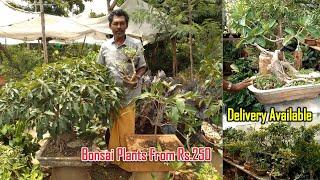 Cheapest Bonsai Plants From Rs.250 at Wholesale Rates | Dreamer Paul Vlog