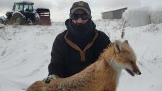 How To Trap RedFox In The Snow @BLUEGRASSTRAPPER @MarkJLarsonOutdoors @BoxieOutdoors