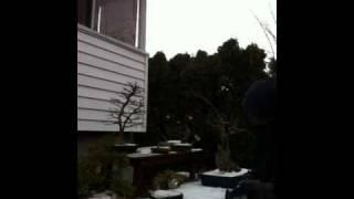 Canadian bonsai winter with bonsai wine guy